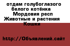 отдам голубоглазого белого котёнка  - Мордовия респ. Животные и растения » Кошки   